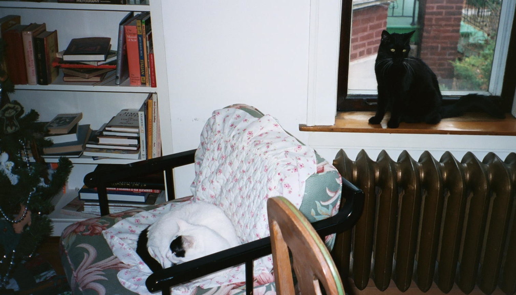 cats 2002-01-12 1e.jpg