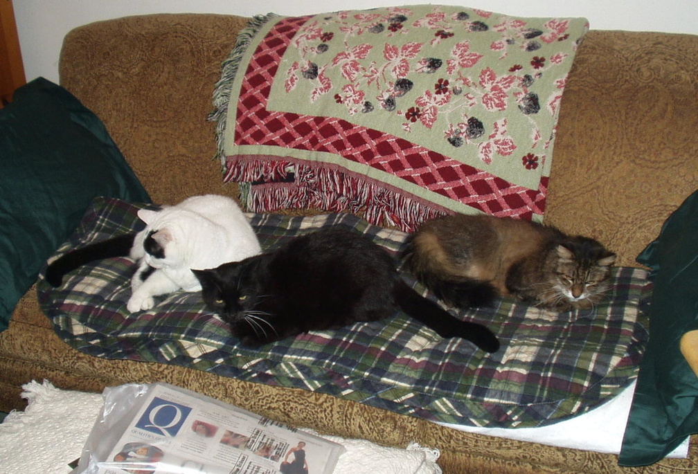 cats 2003-11-23 1e.jpg