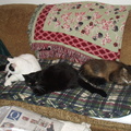 cats 2003-11-23 1e.jpg
