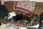 cats 2003-11-23 1e