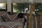 cats 2003-08-09 1e