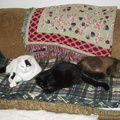 cats 2003-11-23 3e