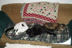 cats 2003-11-23 3e