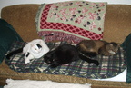cats 2003-11-23 2e