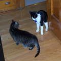 cats 2004-11-28 2e