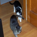 cats 2004-11-28 1e.jpg