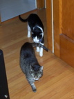 cats 2004-11-28 1e
