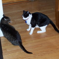 cats 2004-11-28 4e