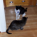 cats 2004-11-28 8e