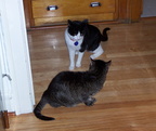 cats 2004-11-28 8e