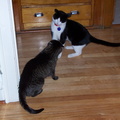 cats 2004-11-28 7e