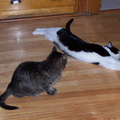 cats 2004-11-28 9e