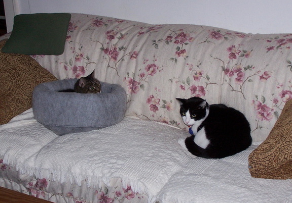 cats 2004-11-29 2e