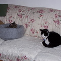 cats 2004-11-29 2e.jpg