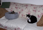 cats 2004-11-29 2e