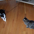 cats 2004-12-11 4e