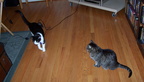 cats 2004-12-11 4e