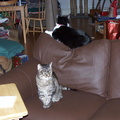 cats 2005-02-11 1e