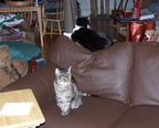 cats 2005-02-11 1e