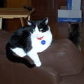 cats 2005-02-11 4e