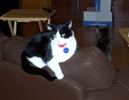 cats 2005-02-11 4e