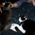 cats 2005-03-22 2e