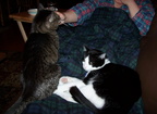 cats 2005-03-22 2e