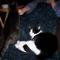 cats 2005-03-22 1e