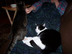 cats 2005-03-22 1e