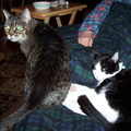 cats 2005-03-22 3e