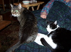 cats 2005-03-22 3e