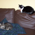cats 2005-03-30 3e