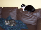 cats 2005-03-30 4e