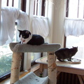 cats 2005-04-10 4e