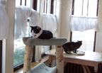 cats 2005-04-10 4e