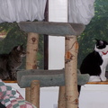 cats 2005-05-13 2e
