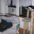 cats 2005-06-10 2e