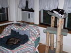 cats 2005-06-10 2e