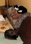 cats 2005-09-16 1e