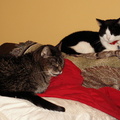 cats 2005-12-31 03e.jpg