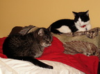 cats 2005-12-31 03e