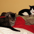 cats 2005-12-31 04e