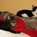 cats 2005-12-31 13e