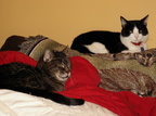 cats 2005-12-31 13e