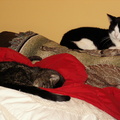 cats 2005-12-31 18e