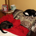 cats 2005-12-31 20e