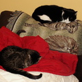 cats 2005-12-31 21e