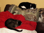 cats 2005-12-31 21e