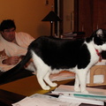 cats 2006-01-22 2e