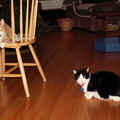 cats 2006-01-26 4e